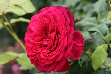 薔薇　ばら　ゲーテローズ