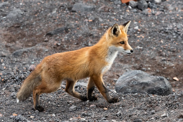Red fox in the mountains