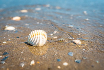 A beautiful sea shell on sand beach background. Natural sea texture, ocean surface, pattern.