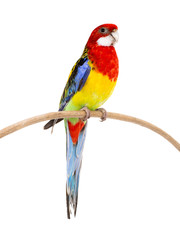parrot Rosella parrot isolated on white background © fotomaster