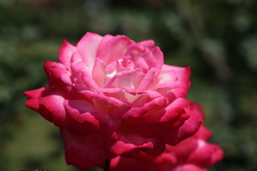 プリンセスチチブ