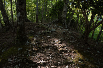 檜洞丸の登山道