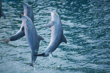 Dolphins jumping in group doing pirouettes on water © Nedrofly