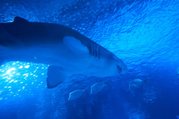 Fototapeta premium Shark with more fish inside an aquarium