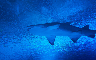 Fototapeta premium Shark with more fish inside an aquarium