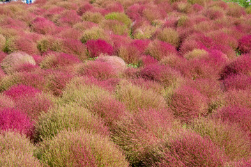 ひたち海浜公園の真っ赤なコキア