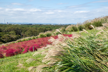 ひたち海浜公園の真っ赤なコキア