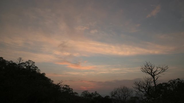 Trees Silhouettes at Sunrise in Brazil