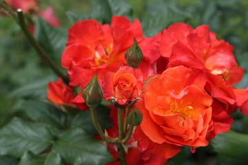 薔薇　ばら　プリンセスミチコ　