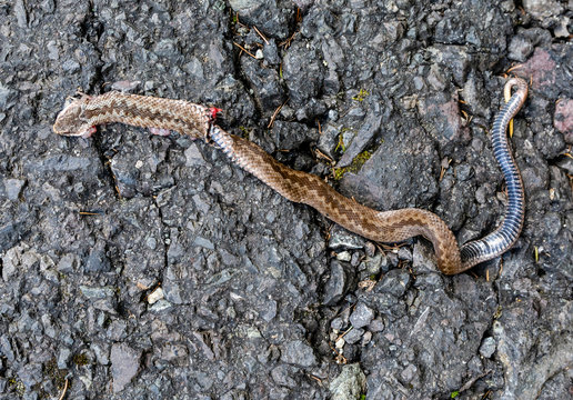 Dead Vipera berus. Run over by the wheels of a car on asphalt.