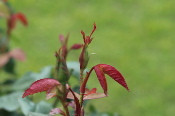 薔薇　ばら　プリンセスミチコ　
