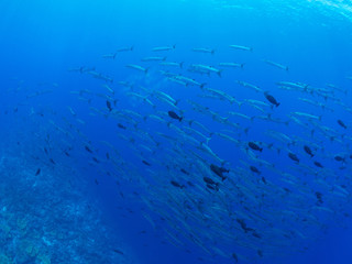 パラオ_コロール_スキューバダイビング