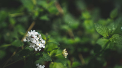 white flower in the garden