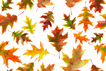 Seamless pattern of autumn oak leaves isolated on a white background. Bright multi-colored oak leaves