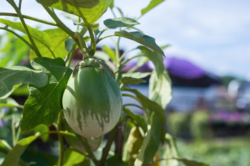 Giant Eggplant (scientific name: Solanum wrightii Benth) fruit on a tree in the garden.