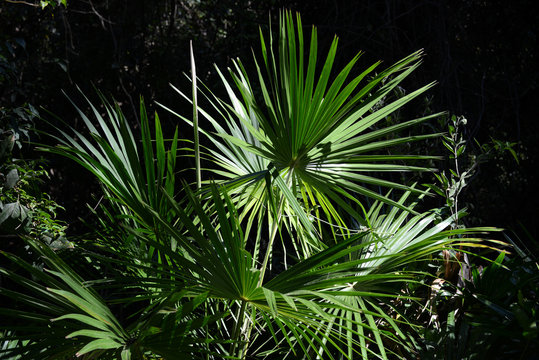 Florida thatch palm