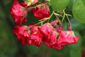 薔薇　ばら　スカーレットメイディランド