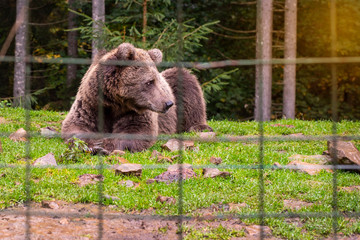 A large, powerful but very exhausted brown bear in a bear rehab center. He was transferred to the...