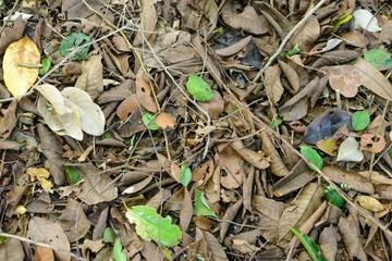 trace leaf on floor way