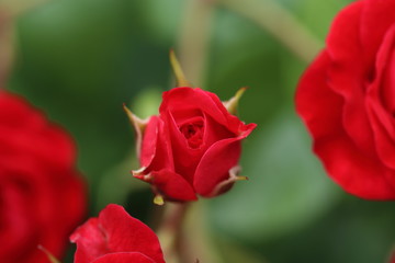 薔薇　ばら　スカーレットメイディランド