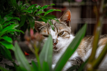 Cat in the garden staring at the camera