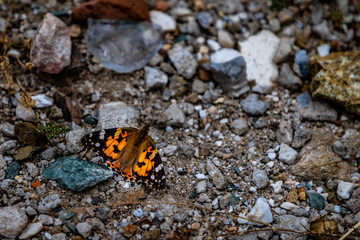 A colorful butterfly against a stoney background