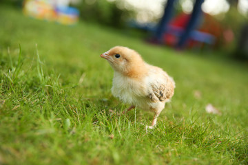 background of little chick on the grass with copy space.