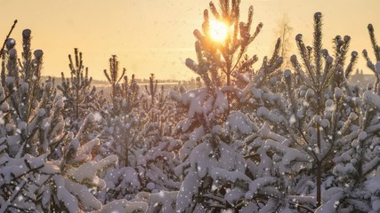 Snowfall in winter coniferous forest at sunset .4K Loop - Powered by Adobe