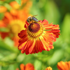 Gaillardia flowers, bright floral background, bee on a flower.