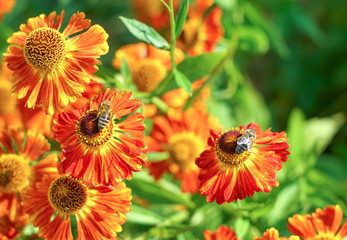 Gaillardia flowers, bright floral background.