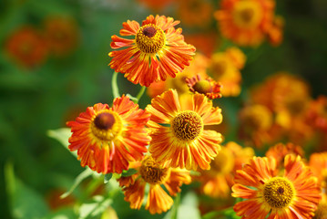 Gaillardia flowers, bright floral background.