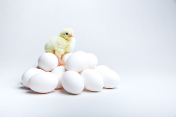 yellow chicken is on a pile of eggs on gray background with copy space