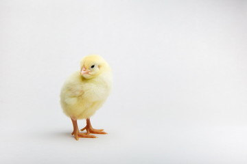 yellow little chick on white background with copy space