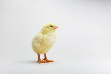 yellow little chick on white background with copy space