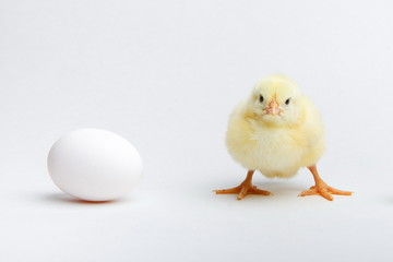 yellow chicken and egg on a white background.