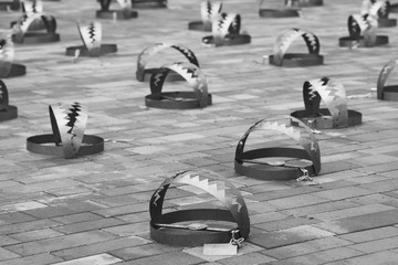 Human Rights, Multiple Victims concept. Metal bear traps on the city road. Monochrome outdoor shot