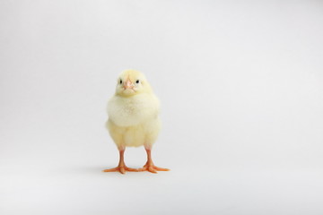 yellow chick on white background with copy space