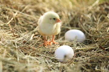 yellow chicken and two eggs in the hay close up