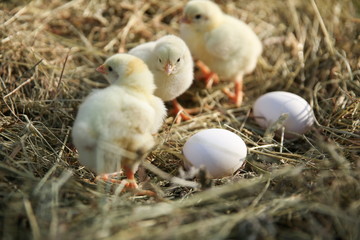 yellow chickens and two eggs in the hay close up