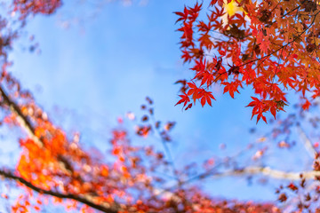 高尾山の紅葉