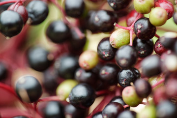 Beeren vom schwarzen Holunder