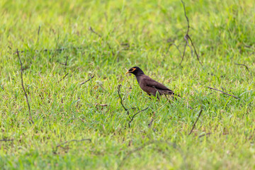 The Common Myna is brown with a black head. It has a yellow bill, legs and bare eye skin.The Common Myna is a member of the starling family and is also known as the Indian Myna or Indian Mynah.