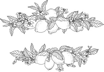 Vector frame illustration with lemon fruits and flowers