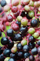 Beeren vom schwarzen Holunder