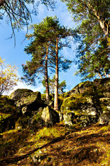 Fototapeta na wymiar Autumn sunny landscape with pine trees growing on a rock.