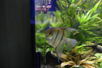 Wonderful and beautiful underwater world with corals and tropical fish