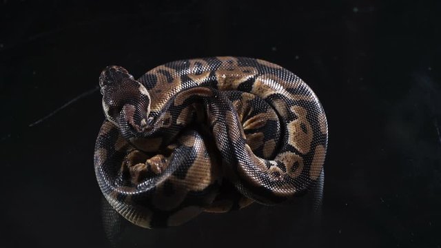 Video of small ball royal phyton knot