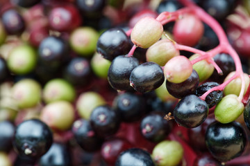 Beeren vom schwarzen Holunder