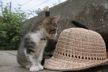 Chats sur danube
