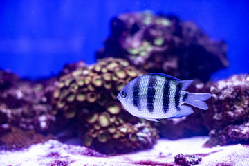 Wonderful and beautiful underwater world with corals and tropical fish